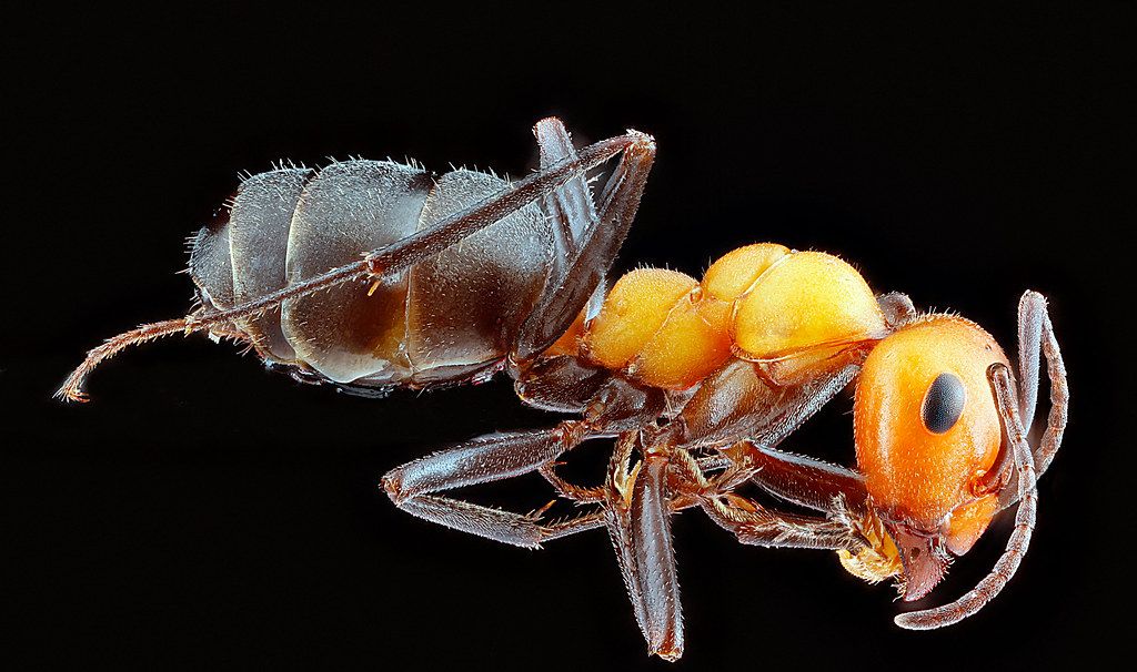 Ant Control service in Brentwood, CA