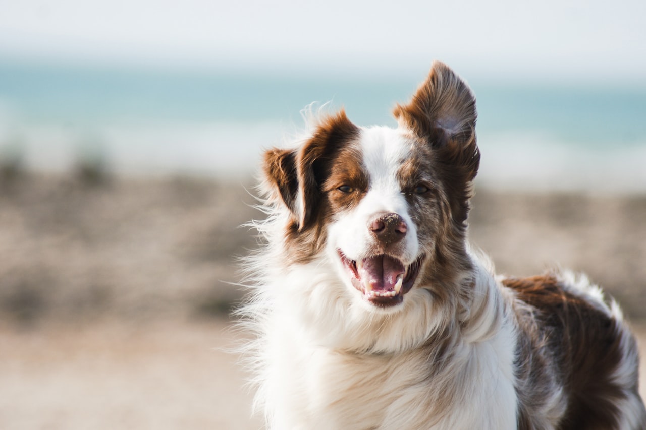 Flea & Tick Control service in Brentwood, CA