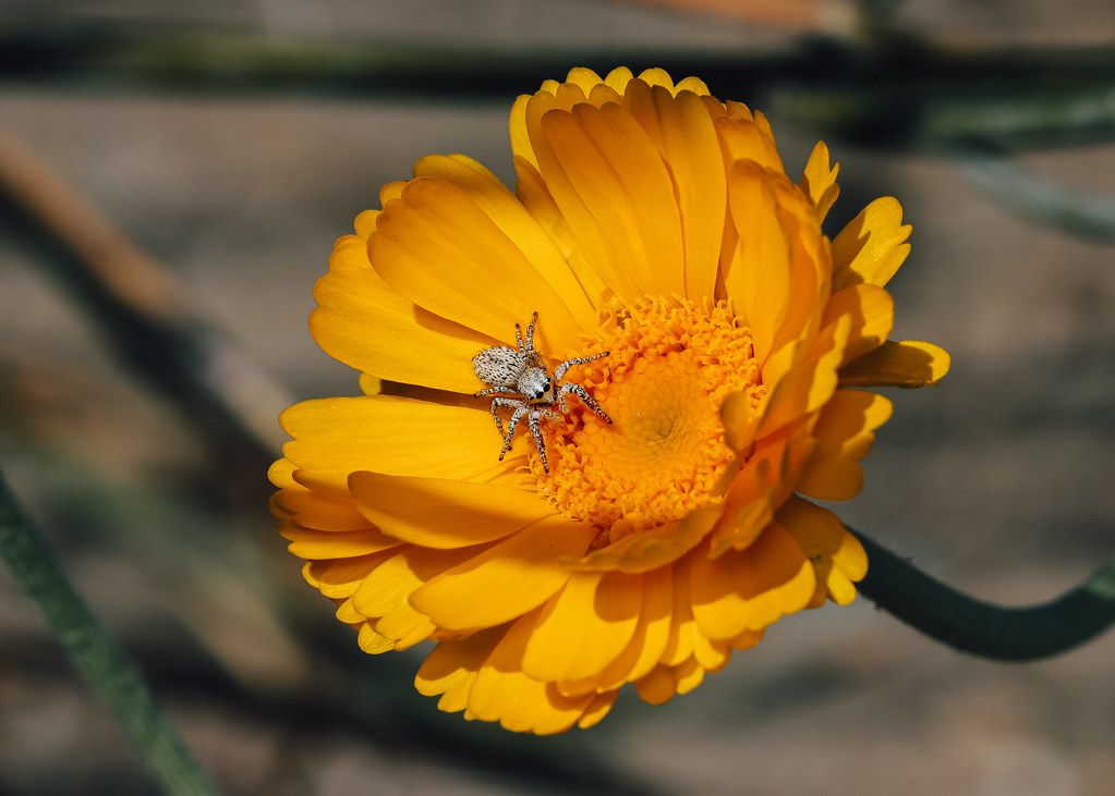 Spider Control service in Brentwood, CA